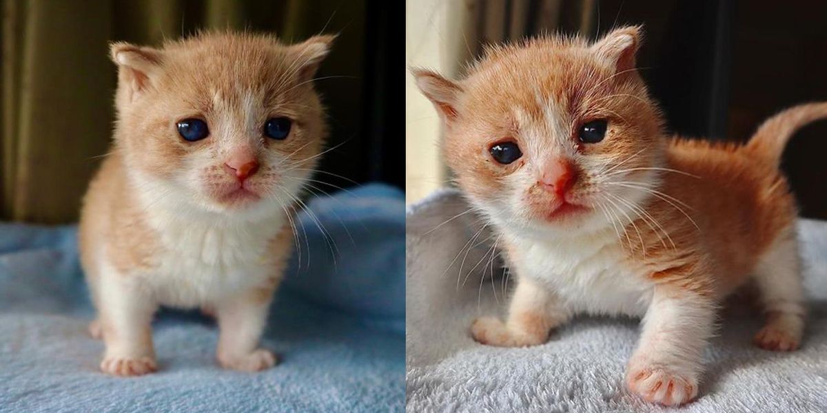 Jersey Kitten Named Cat Champ, Doesn't Care