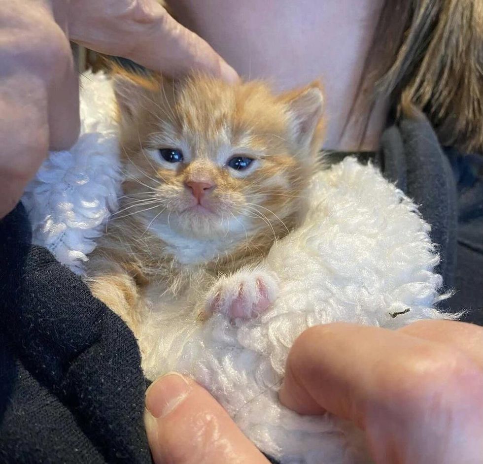 ginger kitten purrito