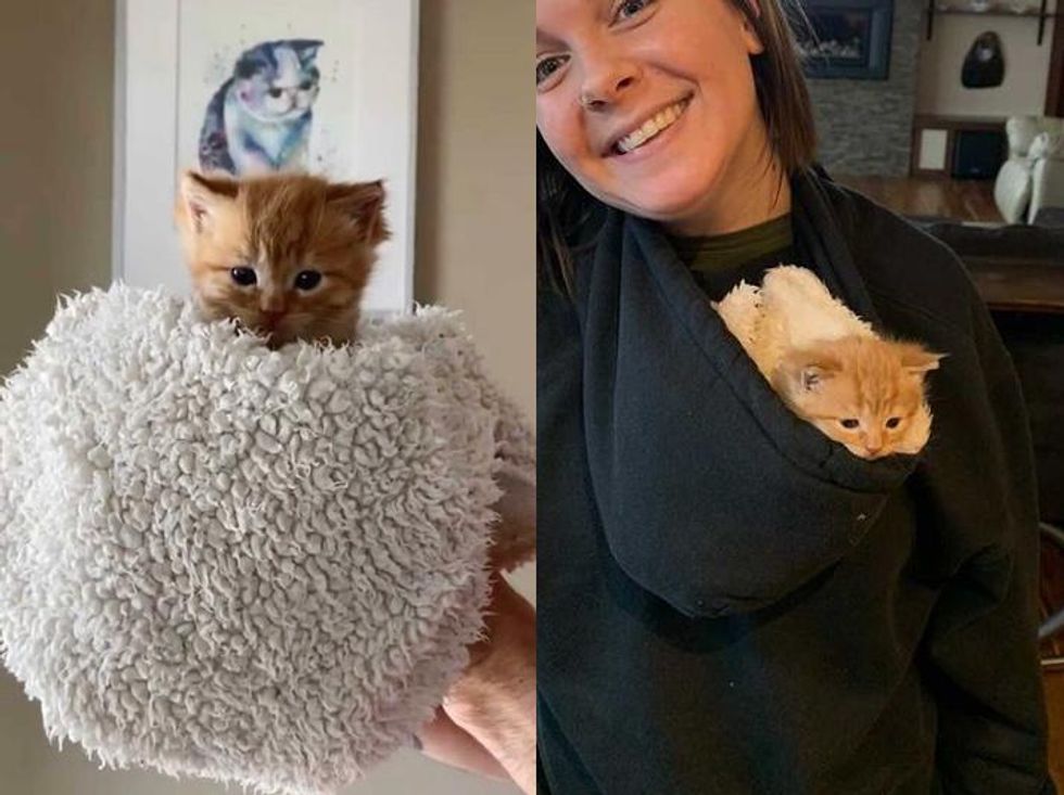purrito kitten, hoodie kitten