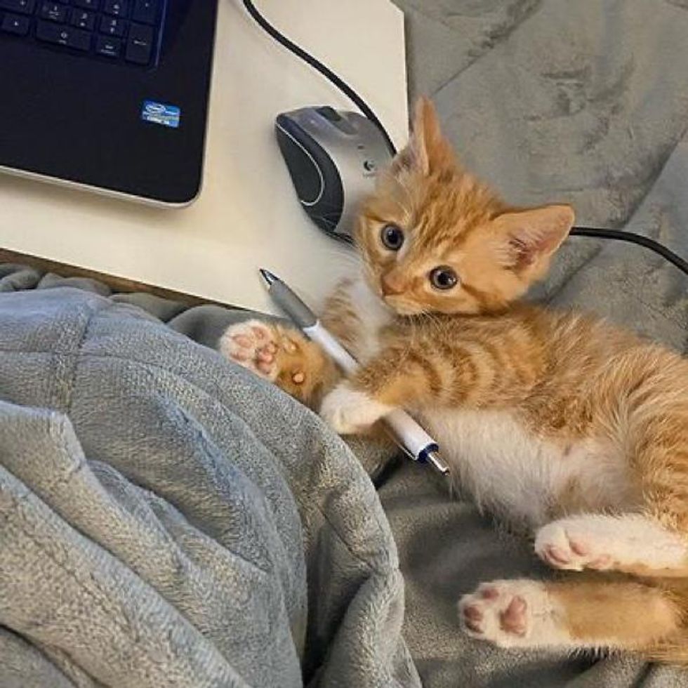 office cat, feline supervisor