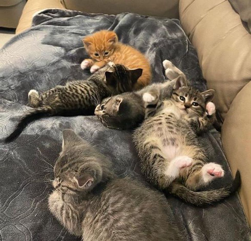 foster kittens cuddling