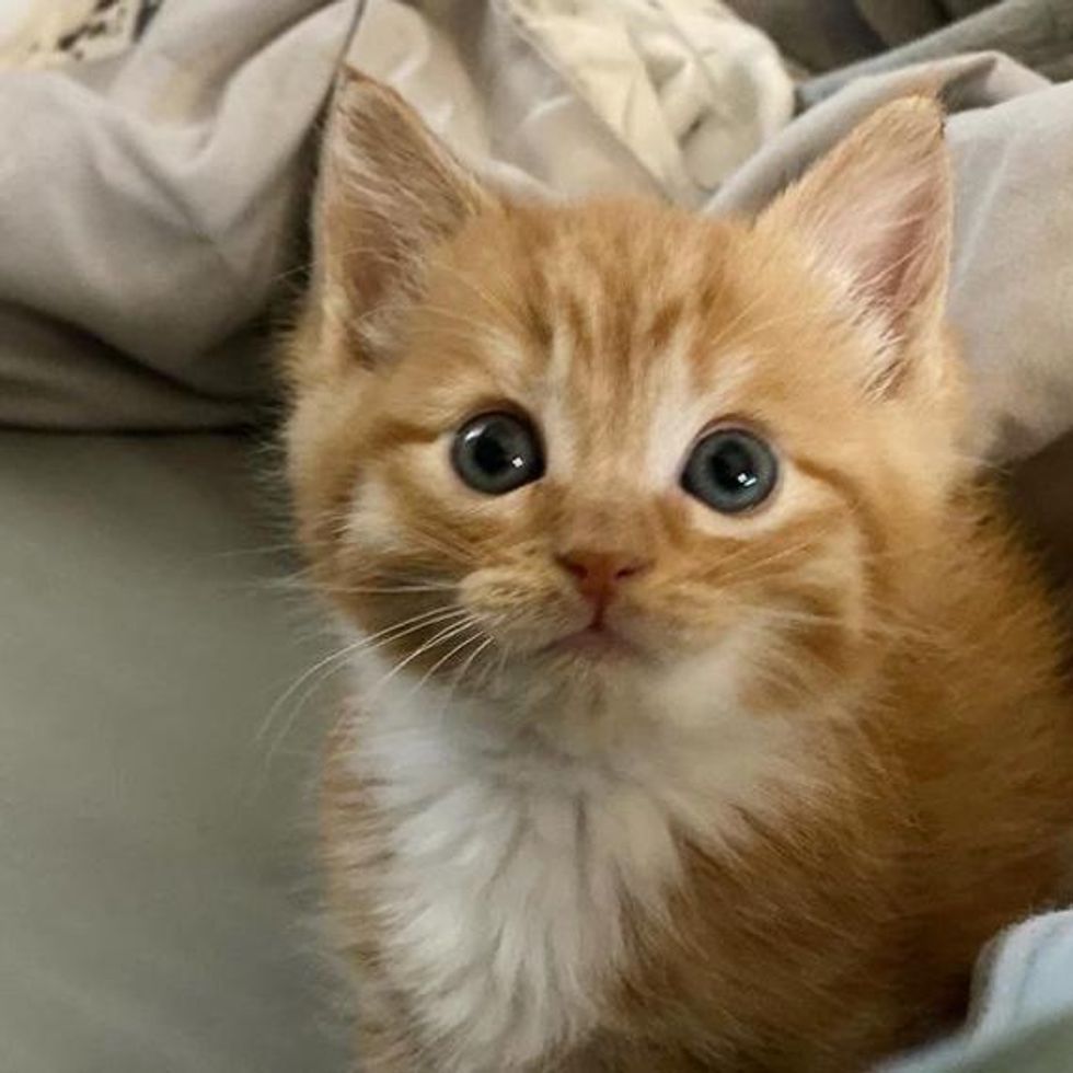 cute ginger kitten