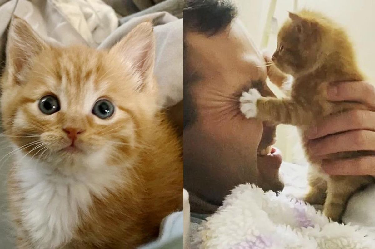 Kitten So Happy to Be Catered to, He Insists on Being the Center of Attention