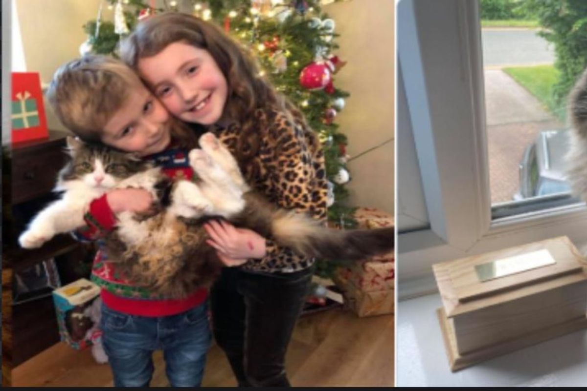 'It's a miracle': Cat that a family thought they cremated turns back up at their home