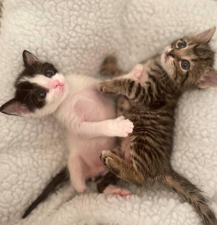 3-legged kittens, bonded kittens