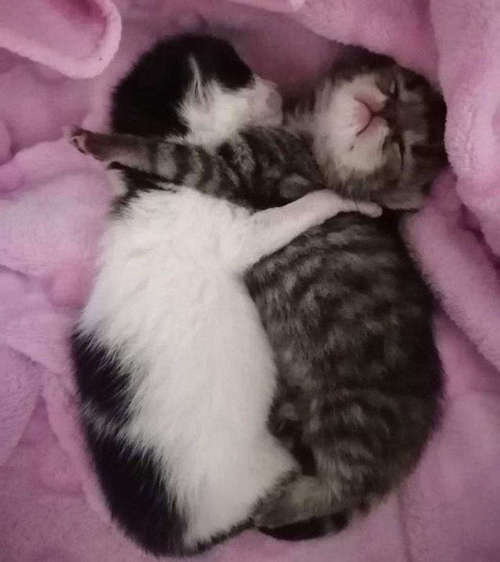 cuddly kittens hugs