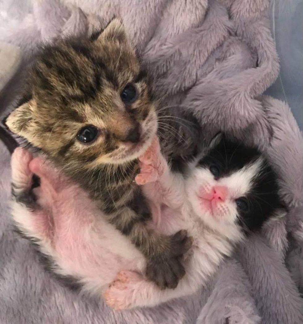 polydactyl kittens, cats with extra toes