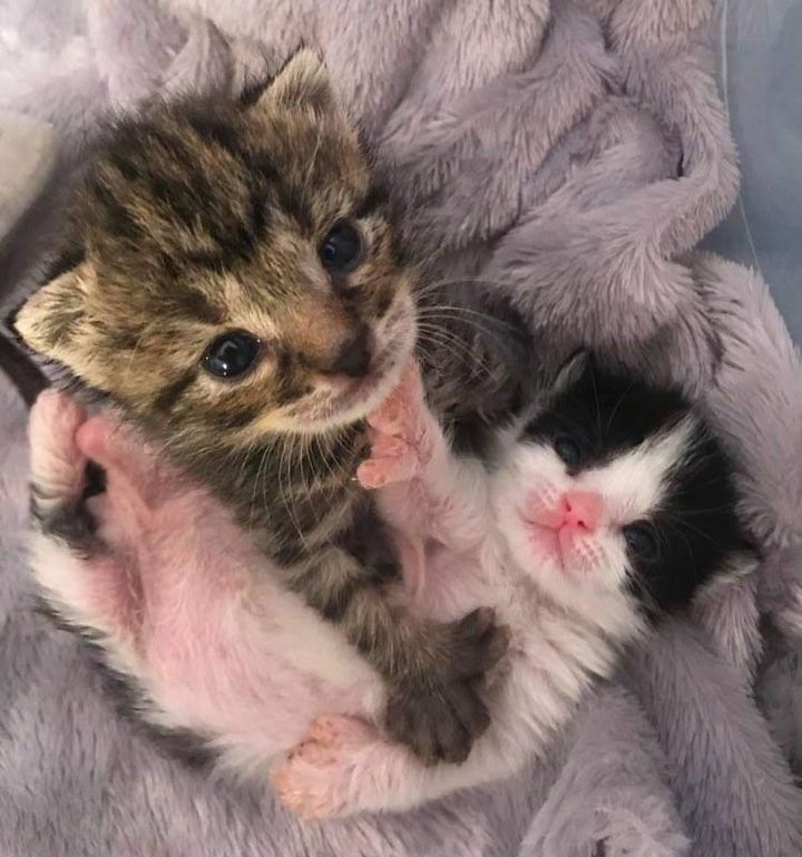 polydactyl kittens, cats with extra toes