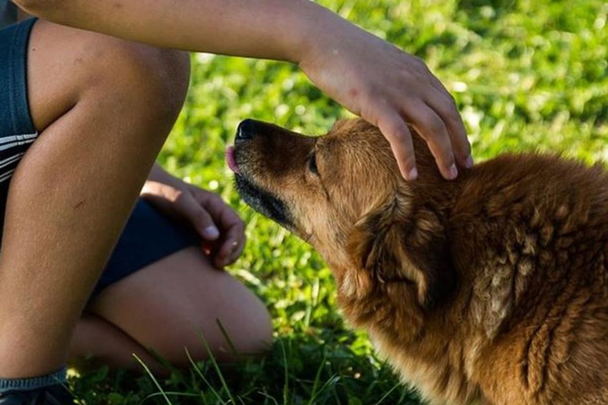 New research shows why you should always pet your dog before leaving the house