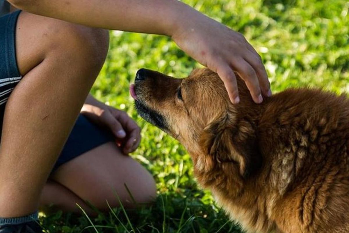 Research shows why you should always pet your dog before leaving the house