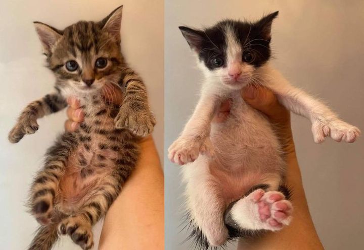 kittens with extra toes, opposable thumbs cat