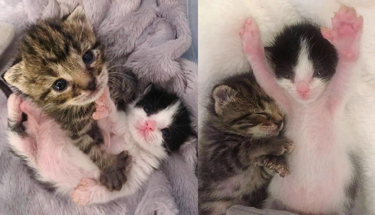 Kittens with 3 Paws and Extra Toes Share a Strong Bond After Being Found Together in Backyard