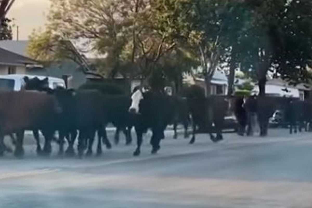 Video shows 40 cows that escaped captivity running free across a Southern California town