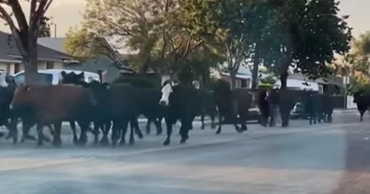 Video shows 40 cows that escaped captivity running free across a Southern California town