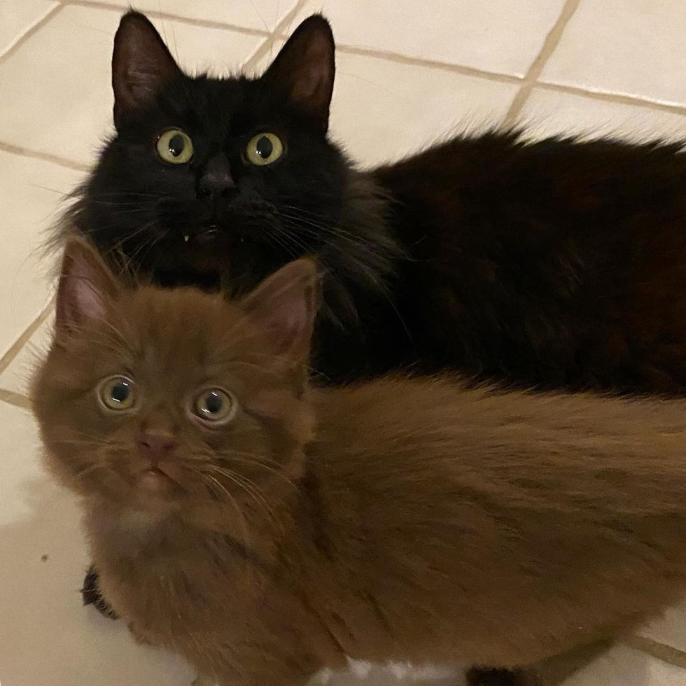 brown kitten and black cat