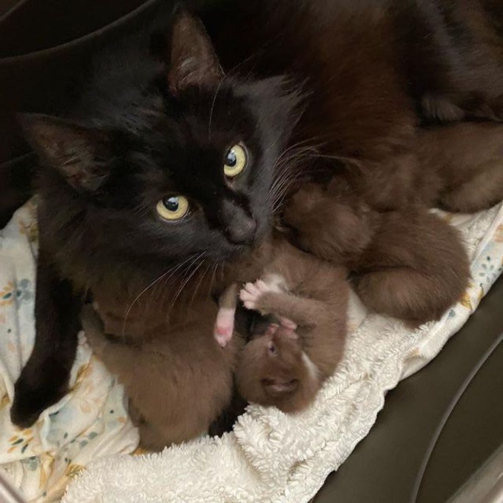 cat mom and brown kittens