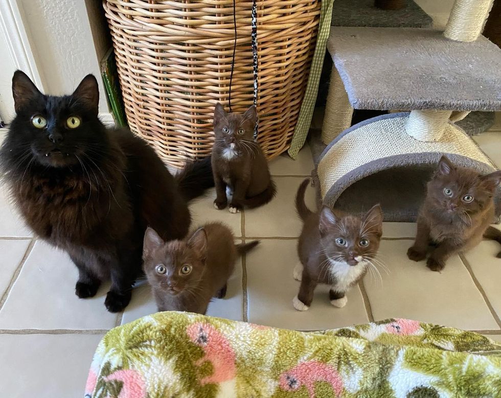 chocolate brown kittens