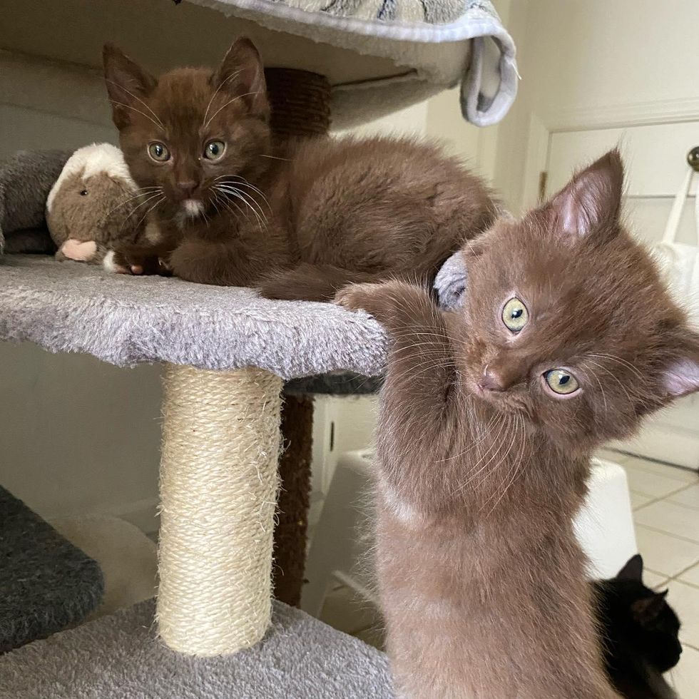 chocolate brown kittens