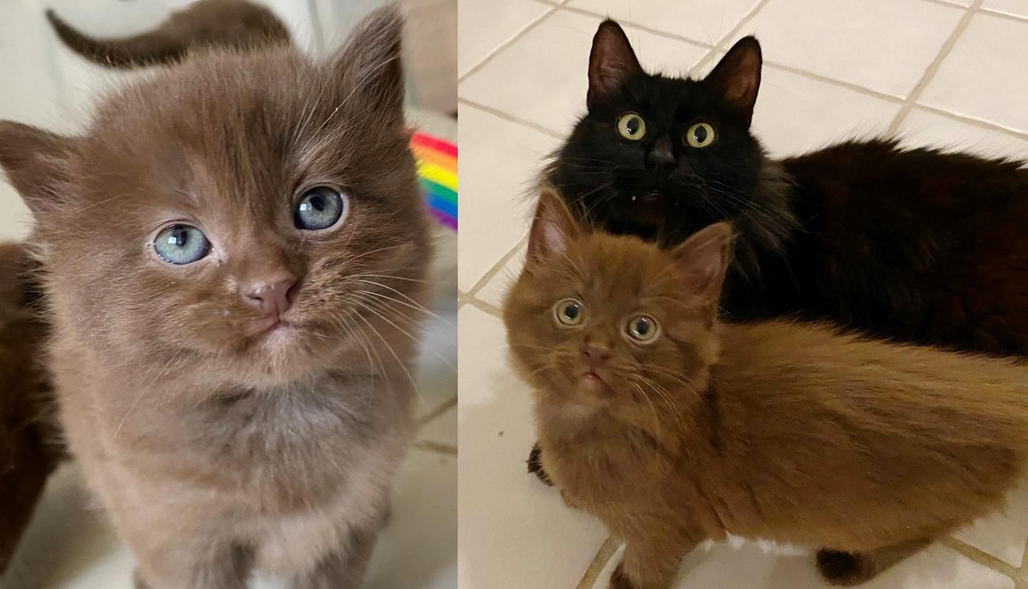 Cat Blossoms After Family Opened Their Door To Her And Her Adorable Brown Kittens Love Meow