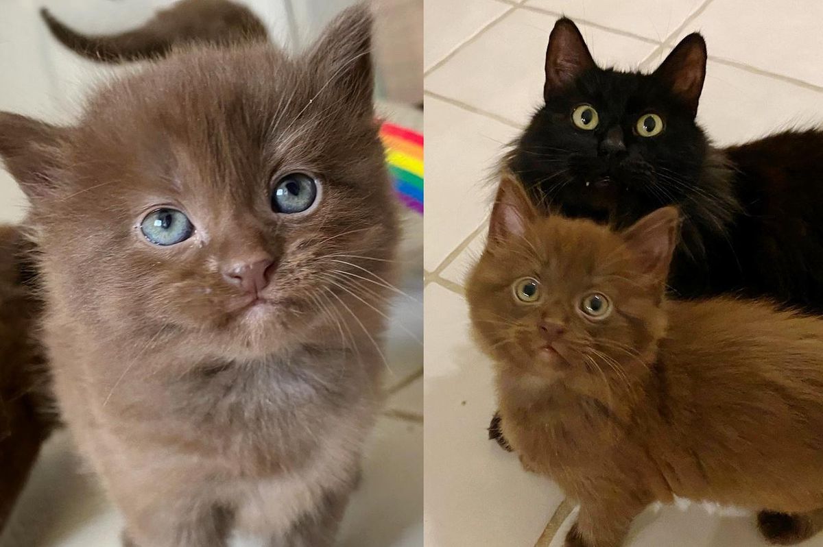 Cat Blossoms After Family Opened Their Door to Her and Her Adorable Brown Kittens