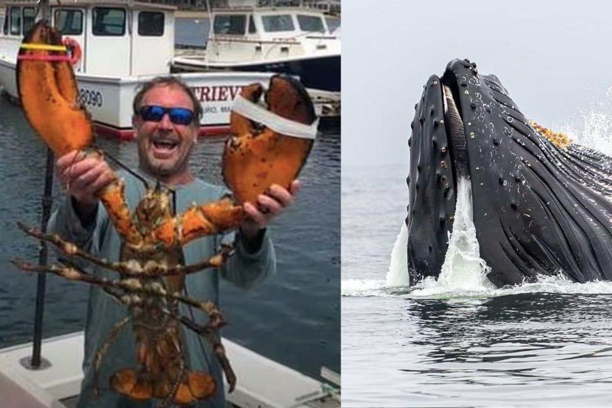 Lobster diver survives after being nearly swallowed—then spit out—by humpback whale