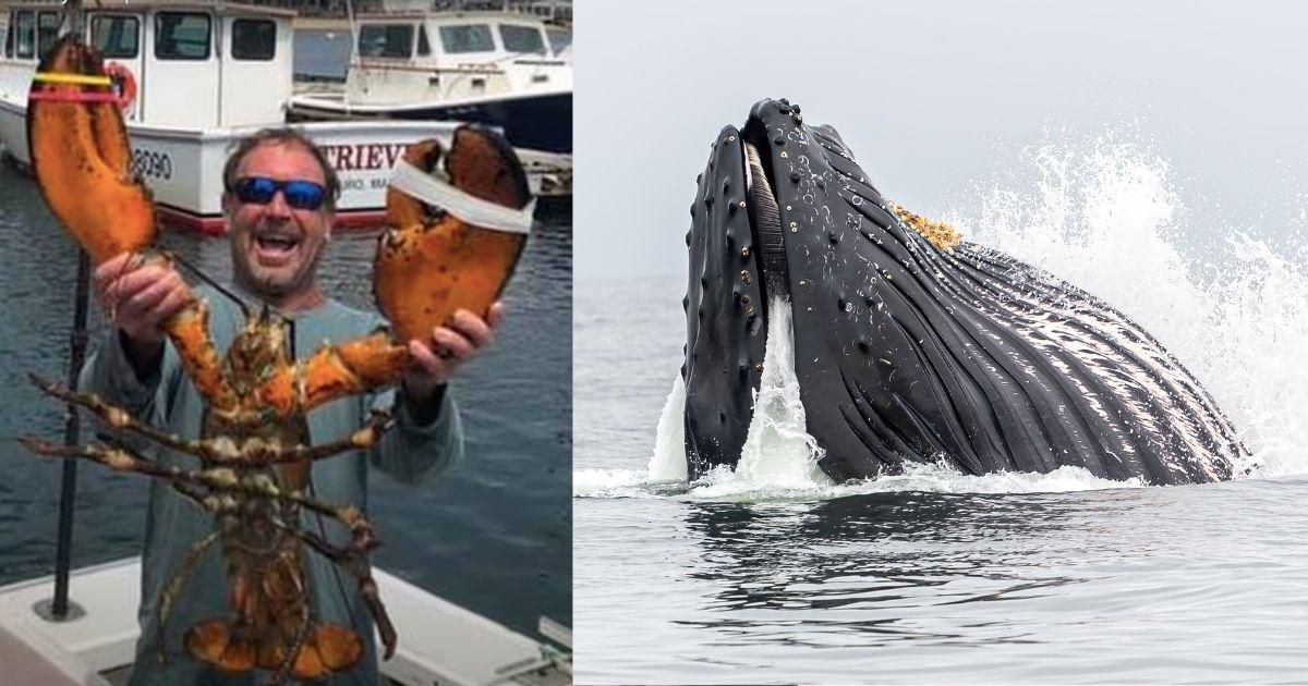 Man survives being nearly swallowed by a whale