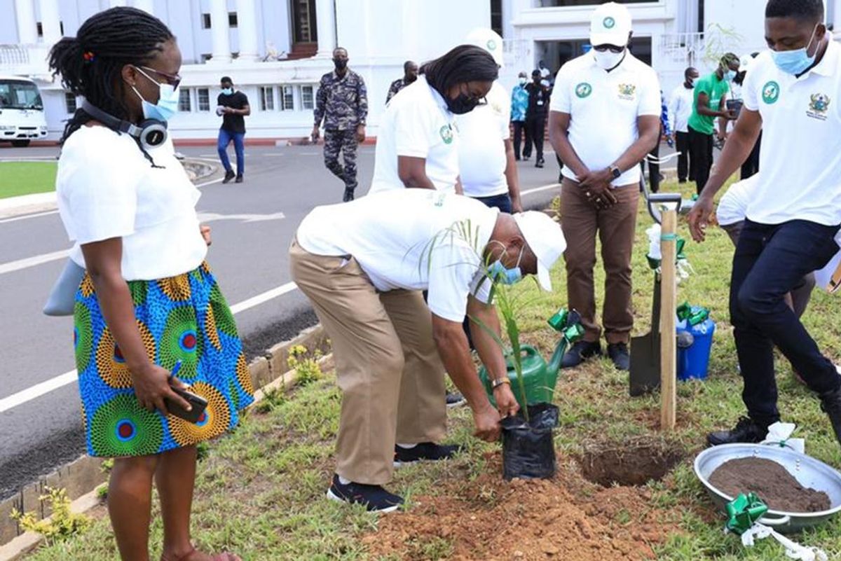 Ghana planted 5 million trees in a single day to combat deforestation and climate change
