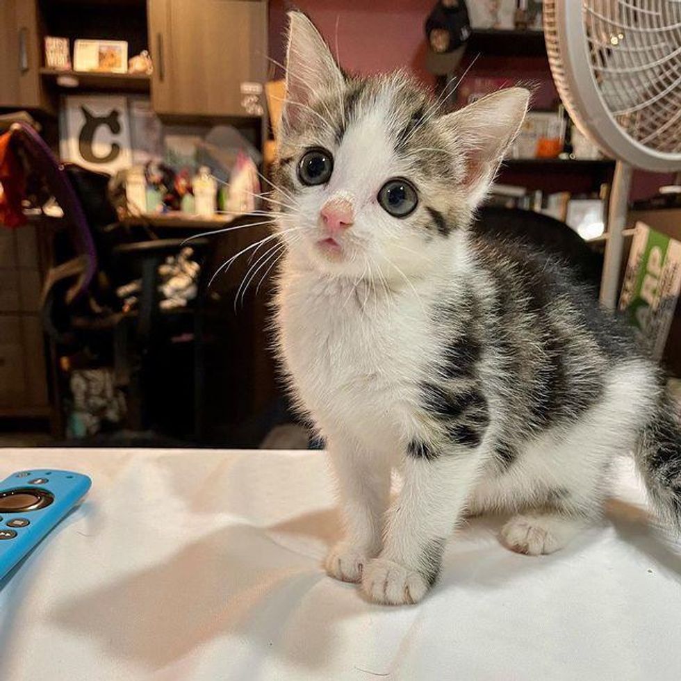 kitten with big eyes