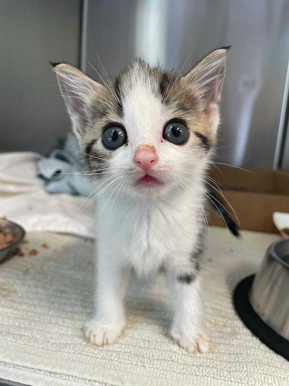 big eyed kitten