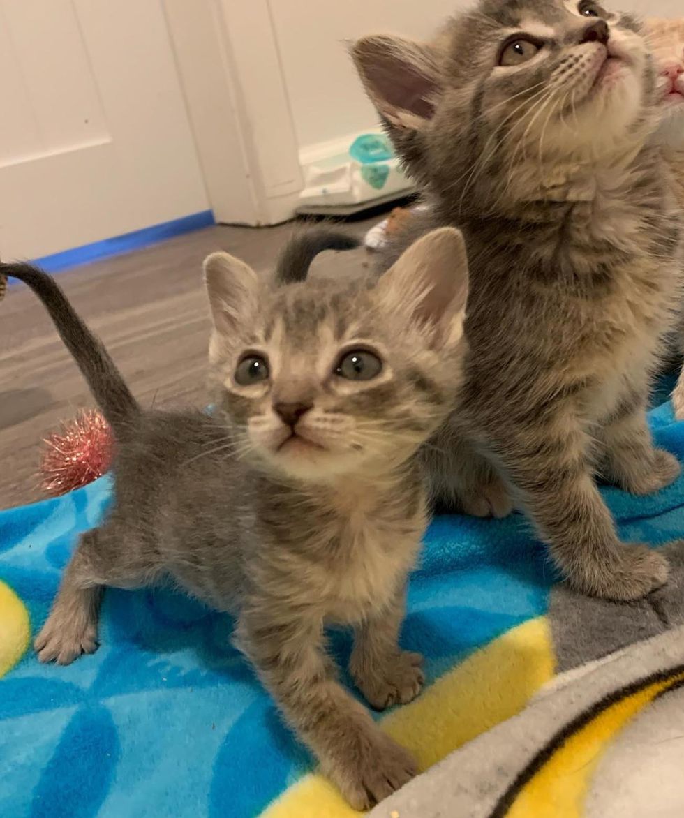 Cat Befriends Every Kitten He Meets After His Life Was Turned Around ...