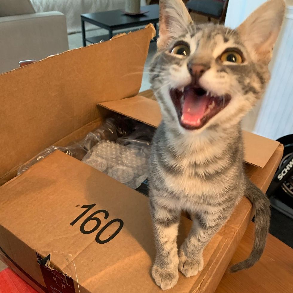 cat loves cardboard