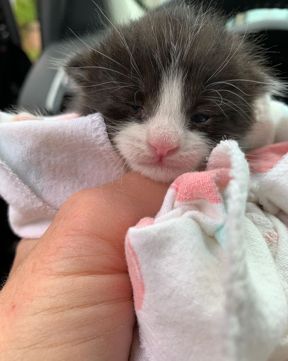 tuxedo kitten purrito