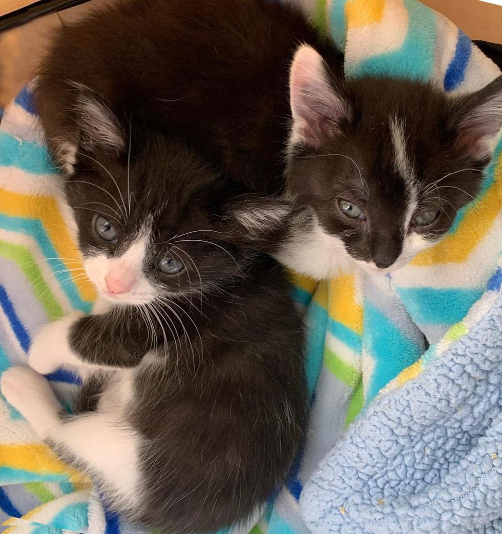tuxedo kittens friends