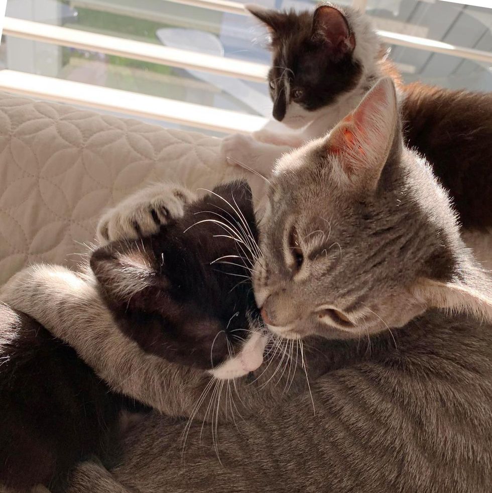 cat hugs kitten