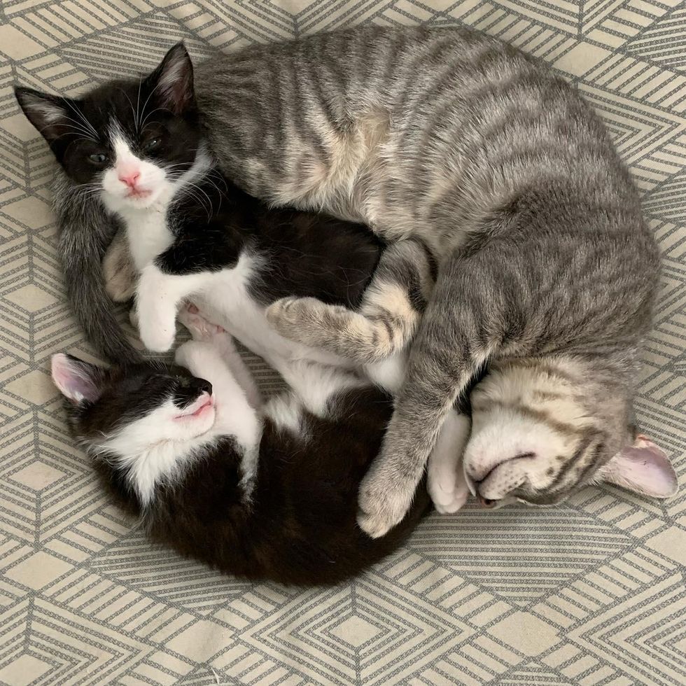 kitten cuddle puddle, cat cuddles