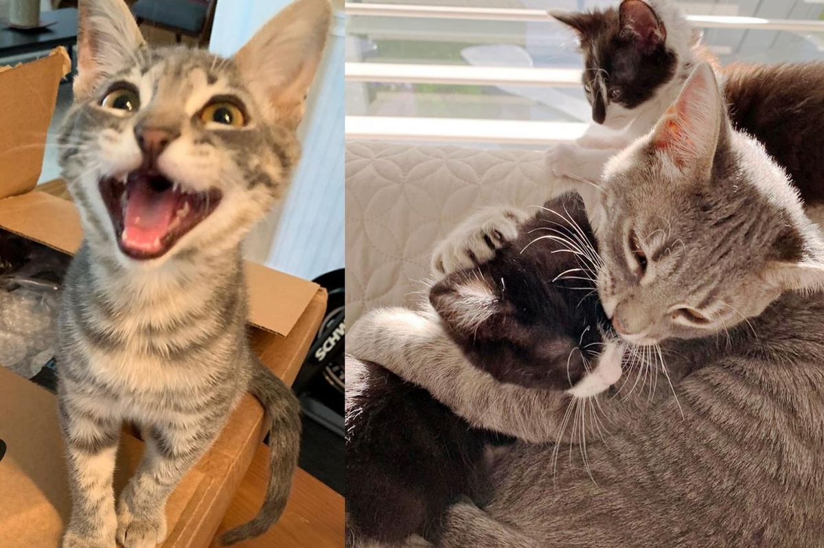 Cat Befriends Every Kitten He Meets After His Life Was Turned Around