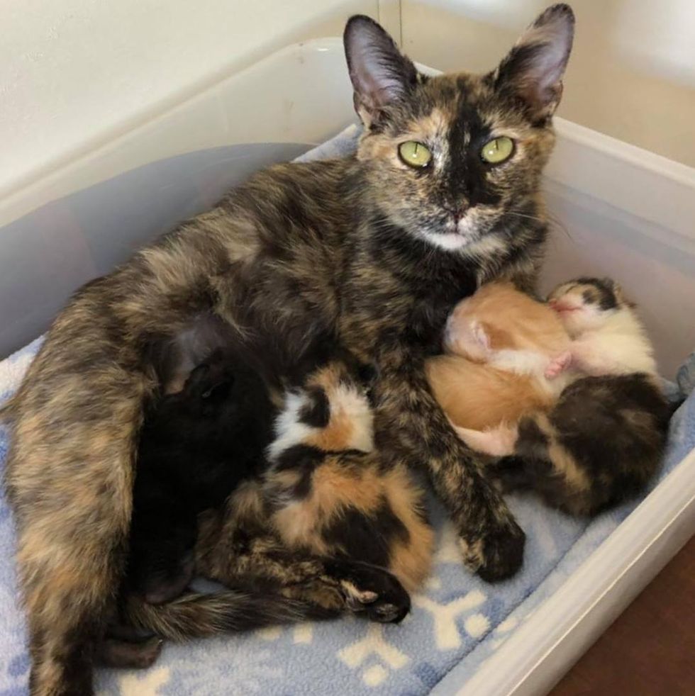 Cat Kept Her Unborn Kittens From The Cold Until Help Arrived Now Has