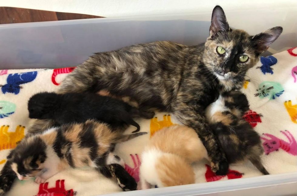 Cat Kept Her Unborn Kittens from the Cold Until Help Arrived, Now Has ...