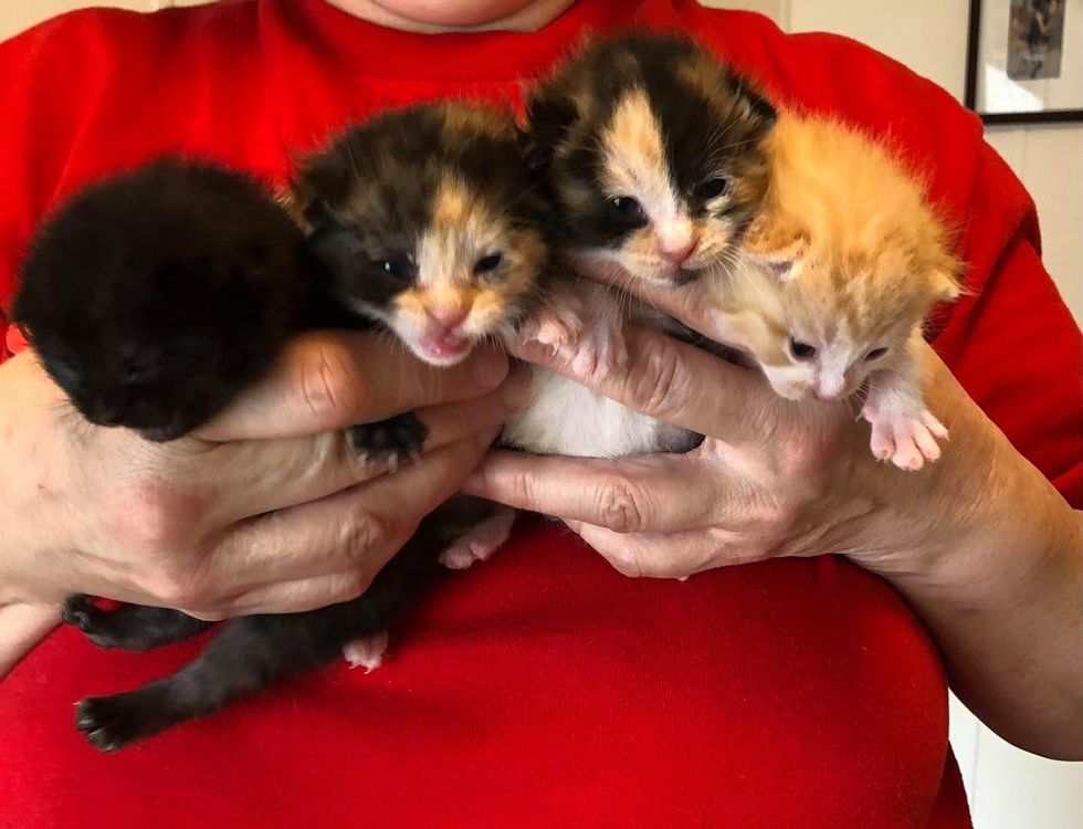 handful of kittens