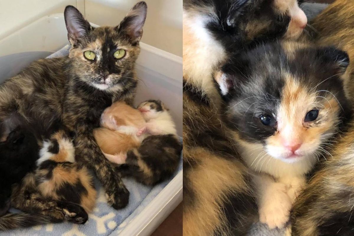 Cat Kept Her Unborn Kittens from the Cold Until Help Arrived, Now Has Her Dream Come True