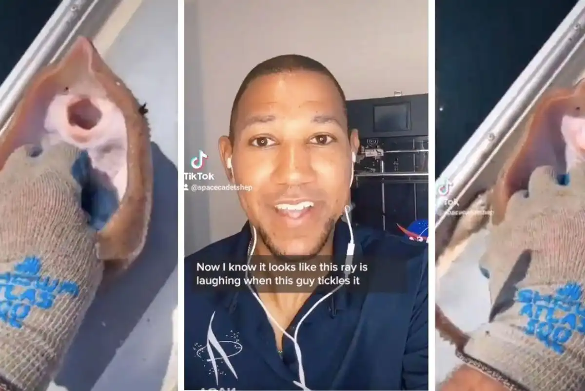 Robotics engineer explains what's really happening in viral video of 'tickling' ray fish