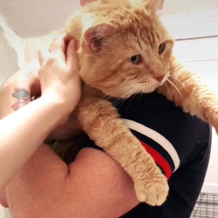 cuddly orange cat