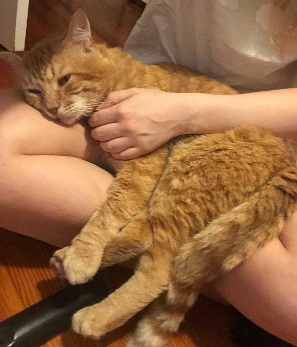 lap cat carlton