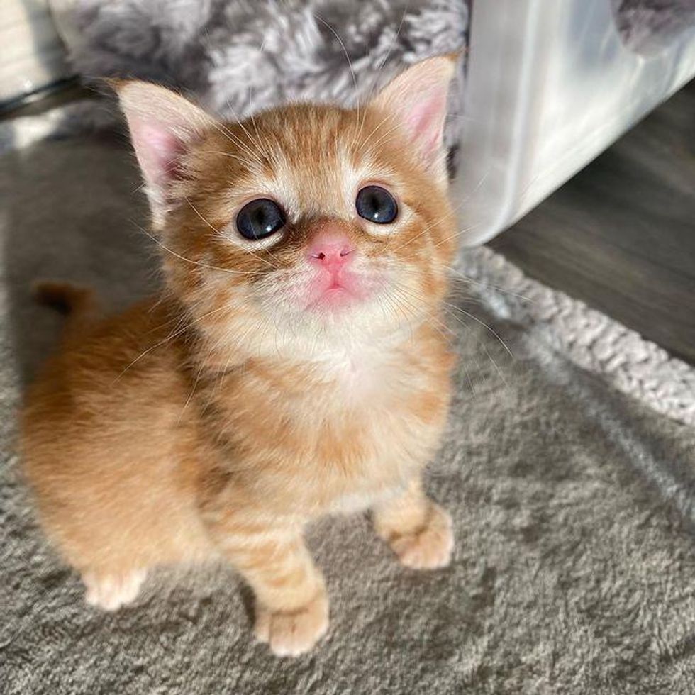 ginger kitten with big eyes