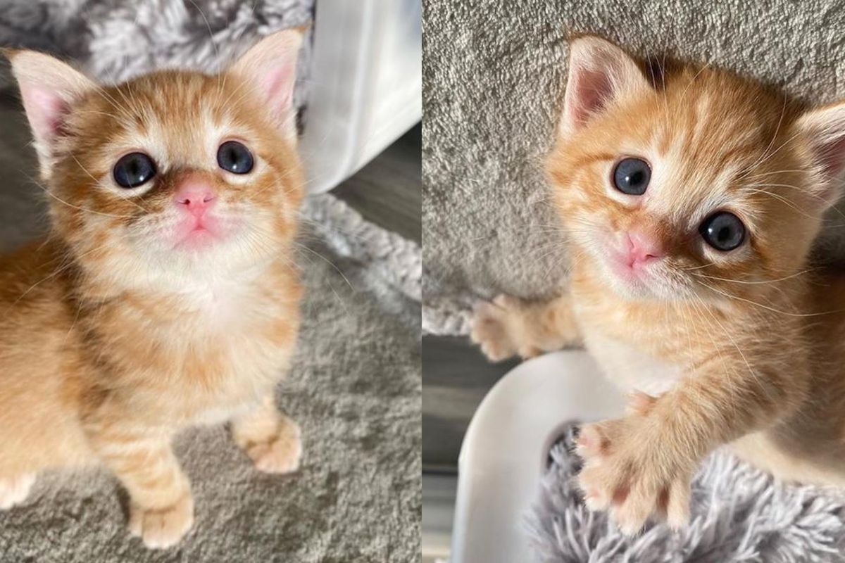 Kitten from the Street Flourishes into Endearing Ginger Tabby Through the Kindness of Family