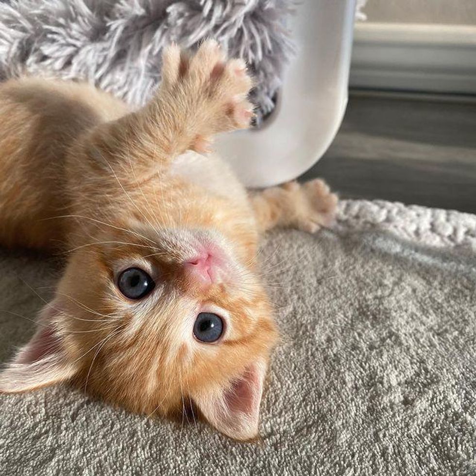 orange kitten big eyes