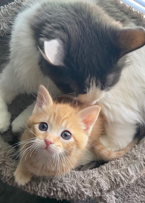 ginger tabby kittens for sale london