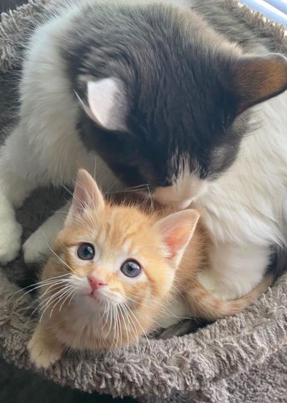 Kitten from the Street Flourishes into Endearing Ginger Tabby Through ...