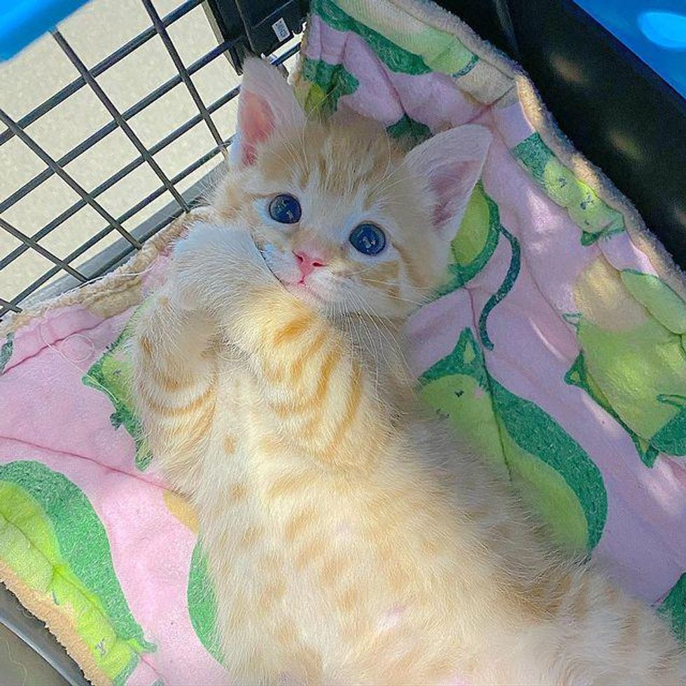 cute ginger kitten