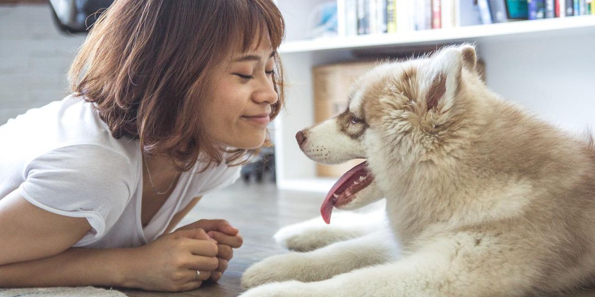 Veterinarians Explain Which Things Pet Owners Can Do To Improve Their Animals' Lives